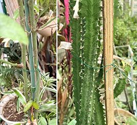 Fijación de plantas